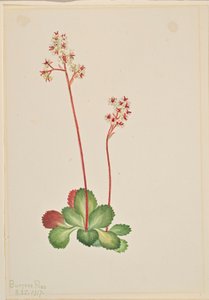 Sassifraga sempreverde (Leptarrhena pyrolifolia) da Mary Vaux Walcott