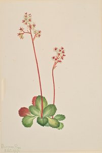 Sassifraga sempreverde Leptarrhena pyrolifolia, 1917