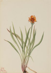 Falso dente di leone (Agoseris aurantiaca) da Mary Vaux Walcott