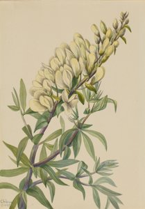 Indaco falso Baptista bructeata, 1932 da Mary Vaux Walcott