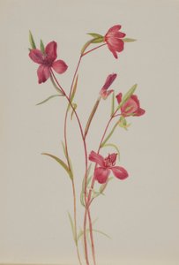 Addio alla primavera (Godetia amoena lilja)