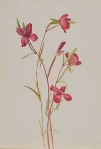 Addio alla primavera Godetia amoena lilja