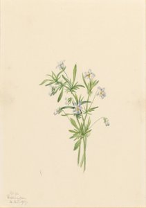 Viola di campo (Viola rafinesquii) da Mary Vaux Walcott