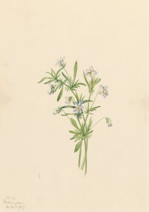Viola dei campi Viola rafinesquii, 1919 da Mary Vaux Walcott