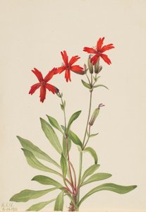 Silene virginica da Mary Vaux Walcott
