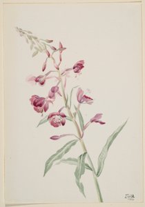 Alga di fuoco (Epilobium angustifolium)