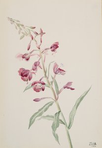 Epilobio angustifolium, 1902