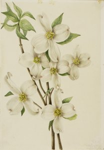Corniolo da fiore (Cornus florida) da Mary Vaux Walcott