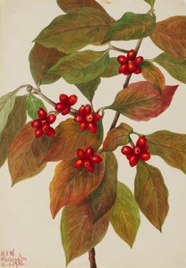Corniolo in fiore Cornus florida, 1926