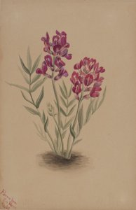 Fiori della Mesa da Mary Vaux Walcott