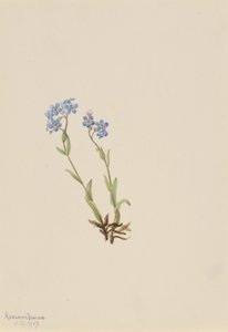 Nontiscordardime (Myosotis alpestris) da Mary Vaux Walcott