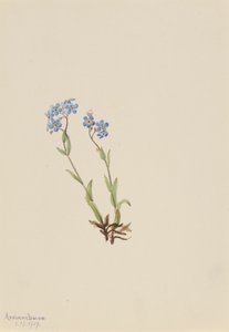 Non ti scordar di me Myosotis alpestris, 1907 da Mary Vaux Walcott