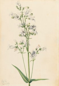 Pentstemon digitale da Mary Vaux Walcott