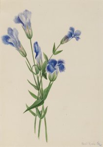 Genziana frangiata (Gentiana crinita)