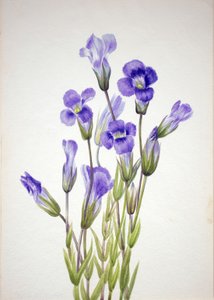Genziana frangiata