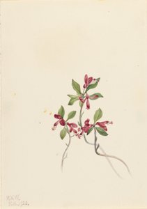 Poligala frangiata (Polygala paucifolia) da Mary Vaux Walcott