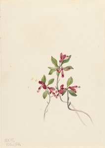 Poligala frangiata Polygala paucifolia, 1920 da Mary Vaux Walcott