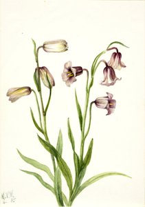 Fritillaria (Fritillaria biflora) da Mary Vaux Walcott