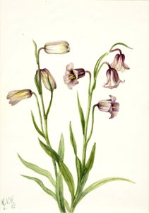 Fritillaria biflora, 1935 da Mary Vaux Walcott
