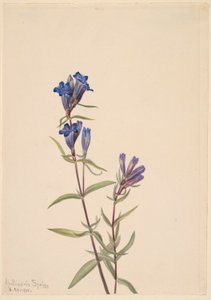 Gentian (Gentiana affinis)