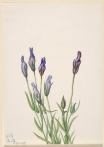 Genziana (Gentiana macounii)