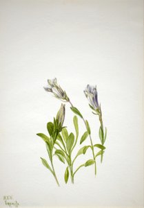 Genziana (Gentiana newberri) da Mary Vaux Walcott