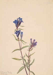 Genziana Gentiana affinis da Mary Vaux Walcott