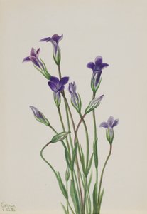 Genziana Gentiana holopetala