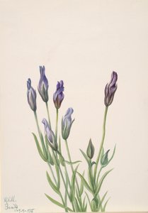 Genziana