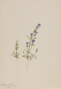 Gentiana propingua da Mary Vaux Walcott