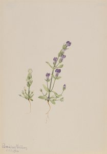 Gentiana propingua, 1916 da Mary Vaux Walcott