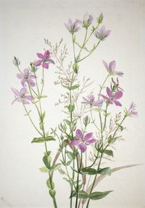 Gentianacease sabbalia angularis, 1880 da Mary Vaux Walcott