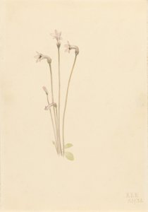 Ghostpipe (Thalesia uniflora) da Mary Vaux Walcott
