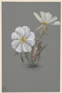 Elleborina gigante Epipactia gigantea, ca. 1880