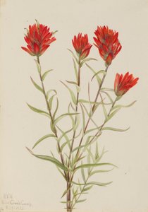 Pennello rosso gigante (Castilleja miniata)