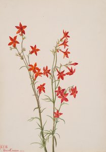 Gilia arizonica, 1931 da Mary Vaux Walcott