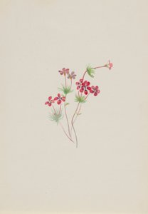 Gilia linanthus parviflorus da Mary Vaux Walcott
