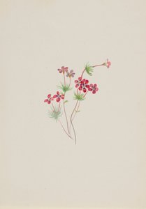 Gilia linanthus parviflorus da Mary Vaux Walcott