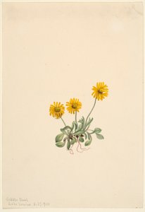 Flebo dorato (Erigeron aureus) da Mary Vaux Walcott