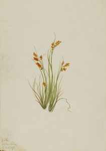 Carice dorata Carex aurea da Mary Vaux Walcott