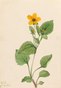 Stella d