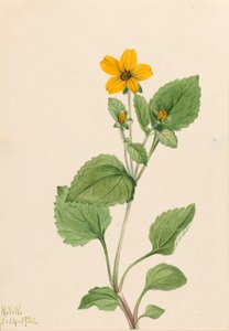 Stella dorata Chrysogonum virginianum da Mary Vaux Walcott