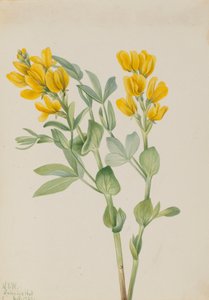 Goldenpea Thermopsis rhombifolia, 1923