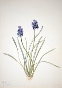 Giacinto a grappolo Muscari racemosum, 1920
