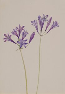 Erba Nut Brodiaea laxa da Mary Vaux Walcott