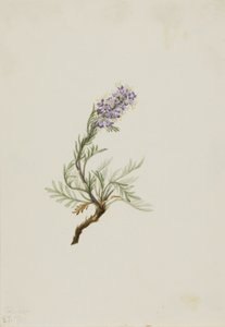 Phacelia grigia (Phacelia sericea) da Mary Vaux Walcott