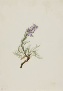 Phacelia grigia Phacelia sericea, 1911 da Mary Vaux Walcott