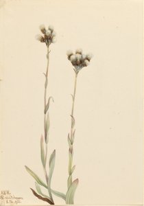 Passera grigia (Antennaria howellii) da Mary Vaux Walcott