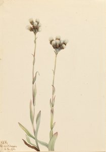 Antennaria howellii, 1921 da Mary Vaux Walcott