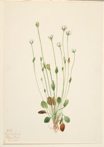 Senecio canus (erba grigia) da Mary Vaux Walcott
